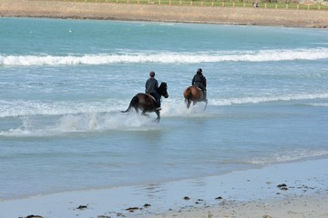 Des chevaux qui s'entraînent sur une plage en Bretagne