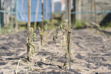The dried bush of a tomato. The plant withered from lack of water. World Drought. wilted pot plant. drought. dried plants