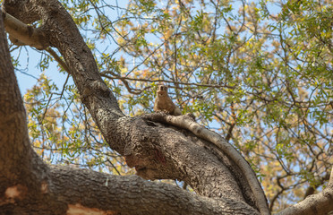 Red Squirrel with a Peanut..