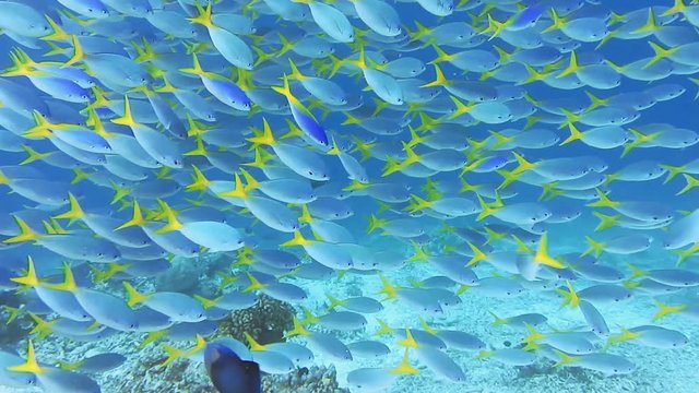 Swarm of yellow tail fusilier, Caesio cuning, moving in group along the coral reef