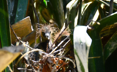 Great Blue Heron Chicks