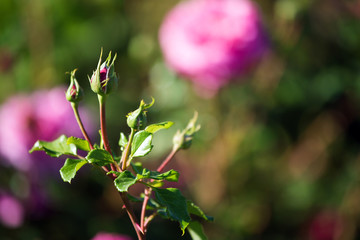 beautiful buds of roses