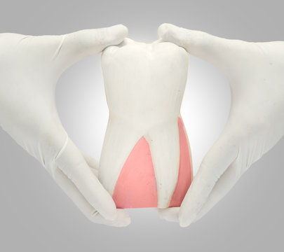 Patient education with dental model holding in a hand isolated in white background