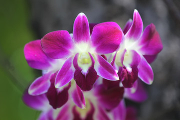 Fototapeta na wymiar orchid flower native moon typical indonesia