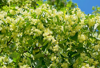 Linden flowers on blue sky background on a sunny day
