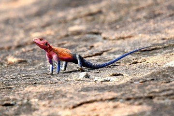 Multicoloured lizard on rock