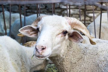 side shot of white sheep in shelter