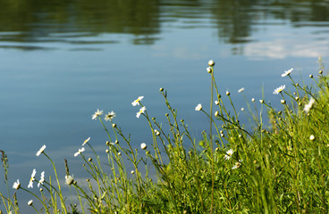 Daisies on a blurred background of water