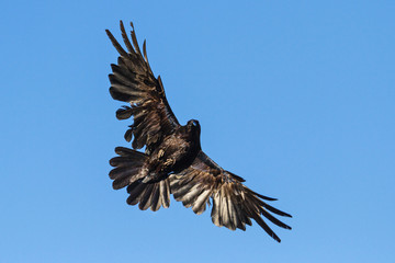 black raven with open wings on the blue sky
