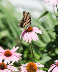 Yellow Swallowtail butterfly on purple coneflower