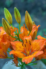 Smolinosy © Mariusz Sowula