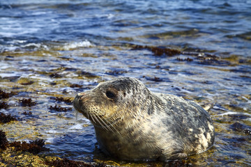 Naklejka premium Close up of a grey seal,Halichoerus Grypus resting on filey brigg north yorkshire