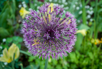 Fleur de poireau