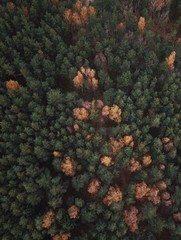 Autumn forest aerial view, shot on drone