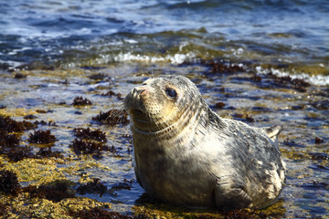 Close up of a grey seal,Halichoerus Grypus resting on filey brigg north yorkshire