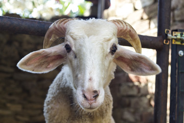 detail shot of white sheep in shelter