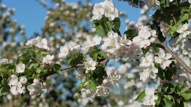Branch of blossom apple tree