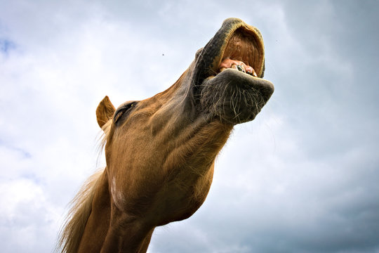 Funny Laughing Horse Lachendes Pferd lustige Tiere Zahnarzt Teeth dentist wiehern Hengst