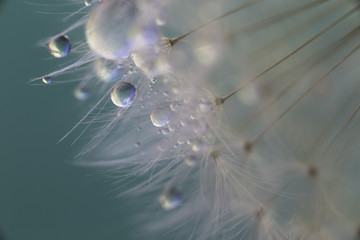 Feathers and Pearls © Carolyn