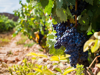 Tempranillo grapes maturing on green vines in a vineyard