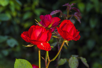 Three flowers of a bright red rose on a bush in the garden.