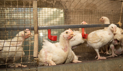 Chickens of meat breed in a cage at poultry farm