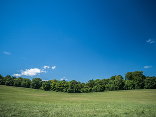A tree line by a green field or meadow beneath a blue sky