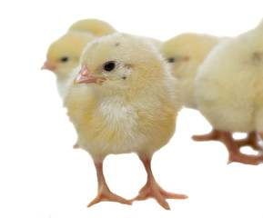 Weekly Chicks on white background