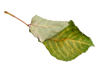 Dry leaf of a rose flower on white background