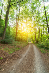 Trail in the woods at sunset.