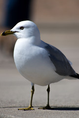 Seagull