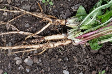 Fresh roots of dandelion (Taraxacum officinale) with dirt and on garden soil