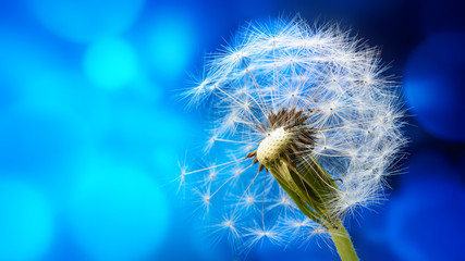 Macro of a dandelion on the blue abstract background. Wallpaper. Banner.