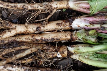 Fresh roots of dandelion (Taraxacum officinale) with dirt and on garden soil