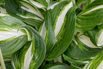 Obraz premium Different colored leaves of plantain lilies