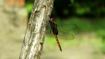 Libélula 