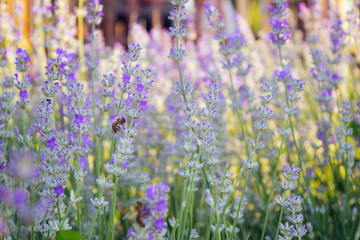 Vivid purple lavender flowers are blooming in the herb garden