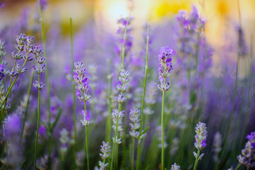 Fototapeta premium Vivid purple lavender flowers are blooming in the herb garden