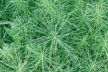 Leaves of a meadow horsetail (Equisetum pratense)