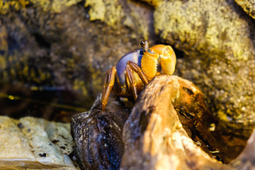 Sand crab on beach near the burrow