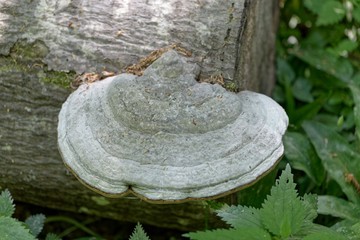 Grey colored tinder fungus (Fomes fomentarius)