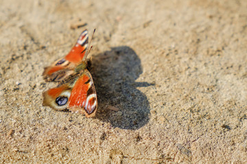 European Common Peacock red butterfly, Aglais io, Inachis io on the ground, wings spread open.