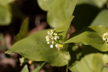 False lily of the valley (Maianthemum bifolium).