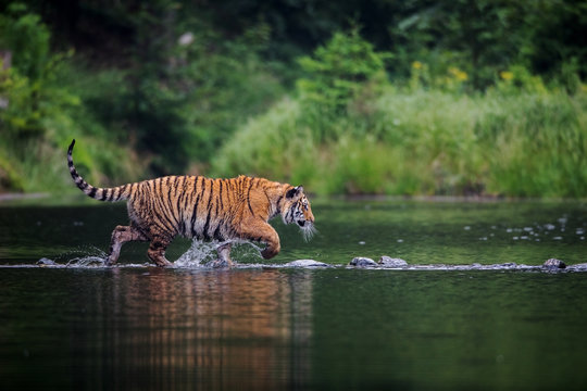 siberian tiger in lake