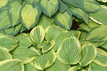 Different colored leaves of plantain lilies