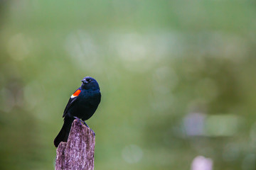 Red-winged blackbird with a green background