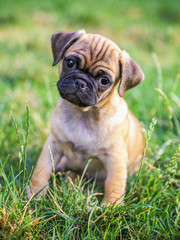 Fototapeta premium a cute baby pug chihuahua mix puppy playing in the grassy clover during summer