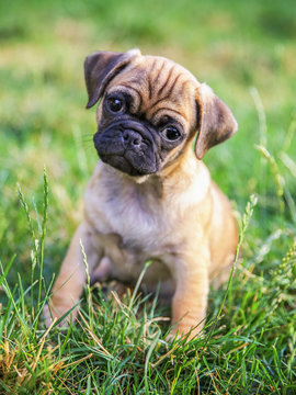 a cute baby pug chihuahua mix puppy playing in the grassy clover during summer