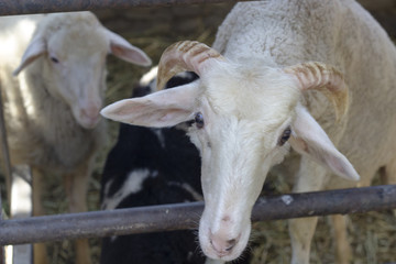 Obraz premium a sad moment of white sheep in shelter