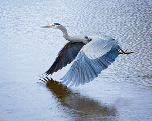 beautiful great blue heron taking off from a pond
